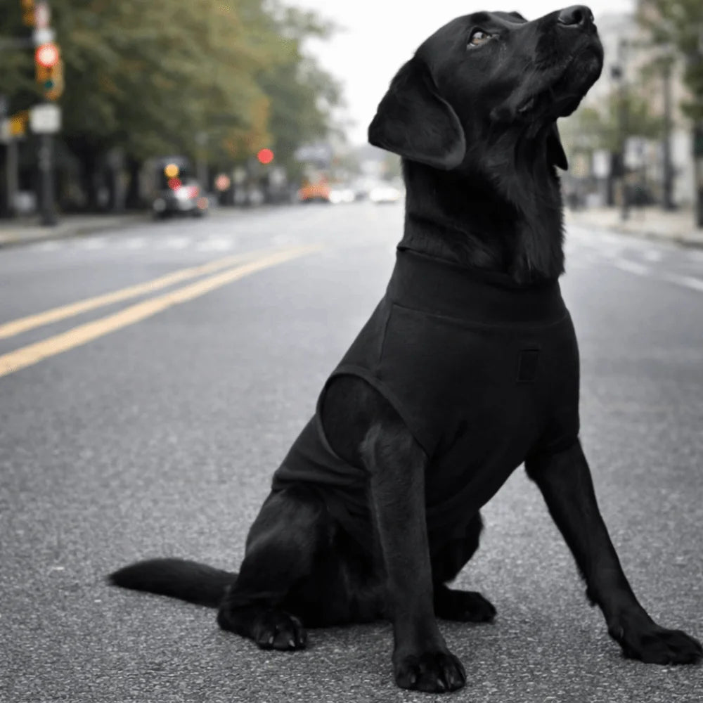 Adjustable Pet Physiological Clothing Stretchy Soft Dog Recovery Suit Reusable Sweat Absorption Dog Sanitary Jumpsuits