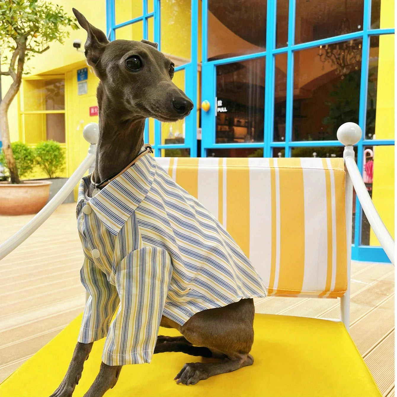 Pet Dog Clothes Striped Shirts for Greyhound Dogs Clothing Small Thin Summer Blue Fashion Boy Girl Large Dog Pet Products